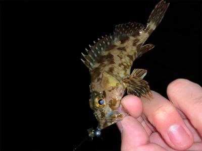 今宵はメバリングへ