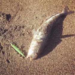 北海道後志でのショアサクラマス釣行