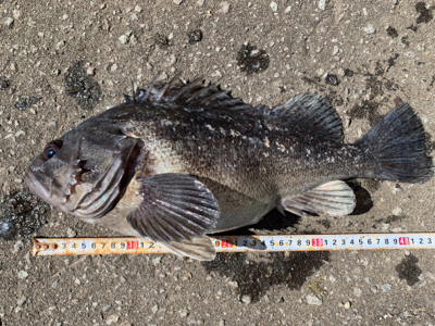 オフショアロック熱いです!