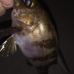 ナイトアジング