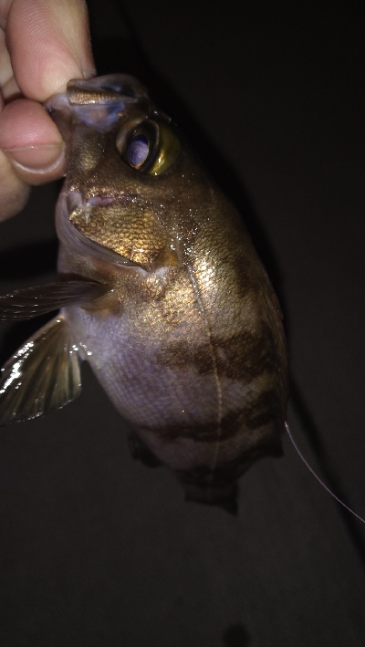 ナイトアジング