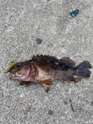 常吉リグはやっぱり最強