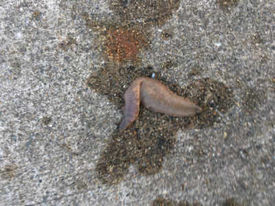 朝シーバスのヒルシーバス