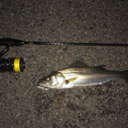 メバルタックルでシーバスゲーム