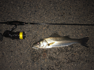 メバルタックルでシーバスゲーム