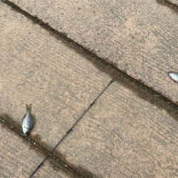 誰もいない野池で見えバス探し