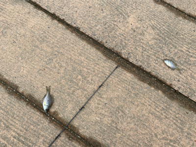 誰もいない野池で見えバス探し