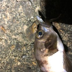 夢島、蜜中のメバル爆