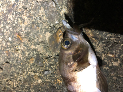 夢島、蜜中のメバル爆