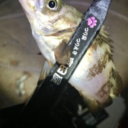 西風爆風メバリング