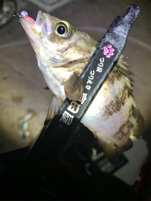 西風爆風メバリング