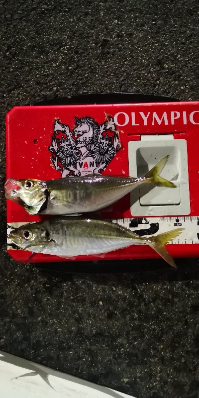 アジング 練習 140