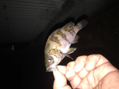 シーバス、メバル