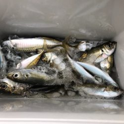 アジング+サビキ