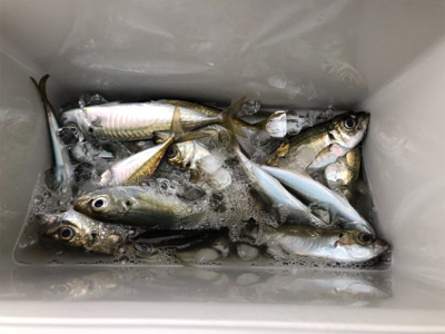 アジング+サビキ