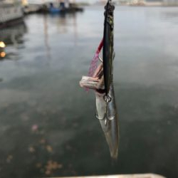 メタルジグでシーバス