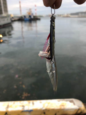 メタルジグでシーバス