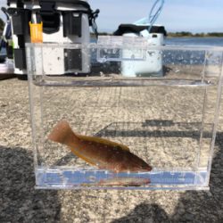 アジは一ヶ所だけ釣れる