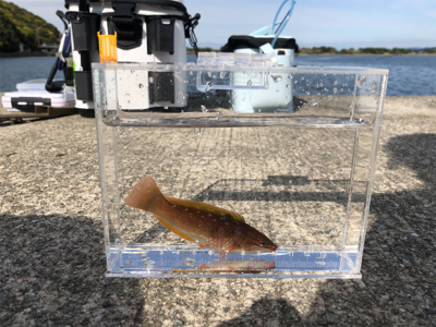 アジは一ヶ所だけ釣れる