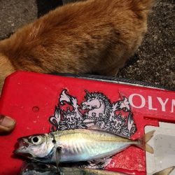 アジング練習 141