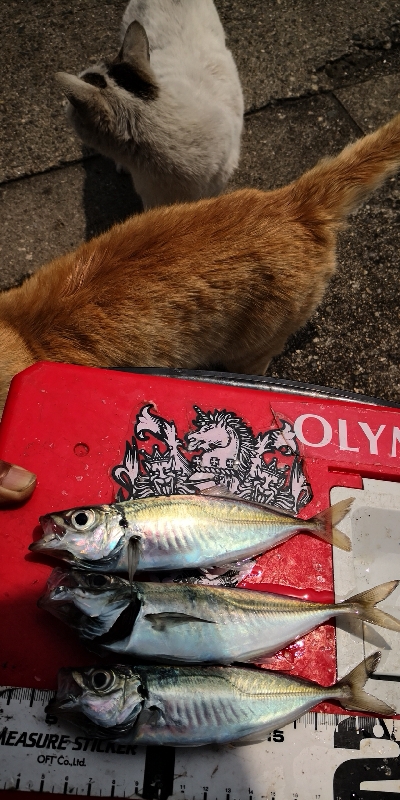 アジング練習 141