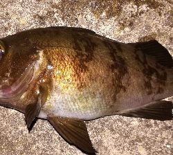 メバリング1840〜1920