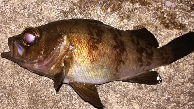 メバリング1840〜1920