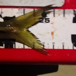 アジング練習 142