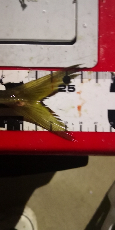 アジング練習 142