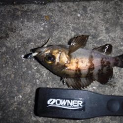 アジング のはずがメバリング