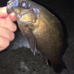 明石メバリング