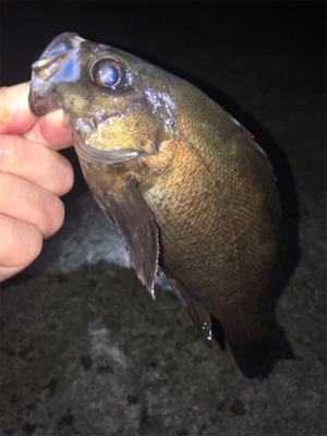 明石メバリング