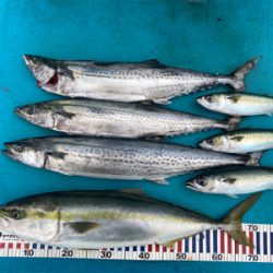 阿波哲　伊島キャスティング