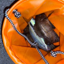 爆風メバリング