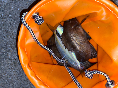 爆風メバリング