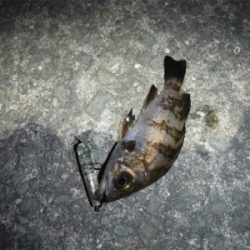 アジング ロッドでメバリング