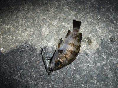 アジング ロッドでメバリング