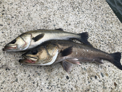 岸壁シーバス　爆