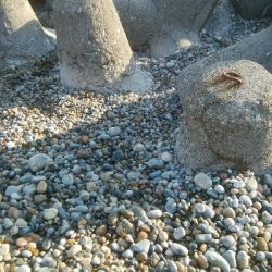 甲イカ、アイナメ　釣果！