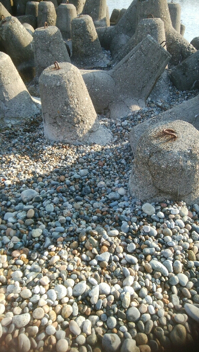 甲イカ、アイナメ　釣果！