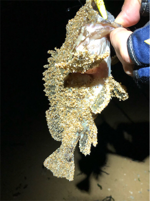 とある砂浜プラグガシリング