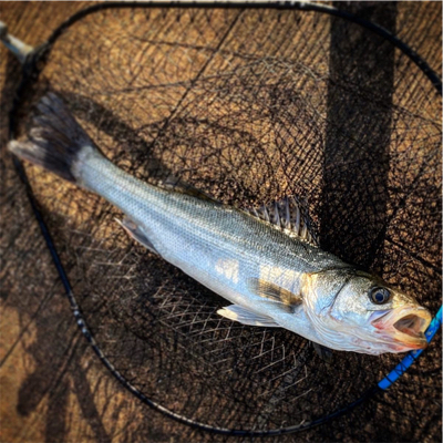 朝夕、散歩で1本ずつ