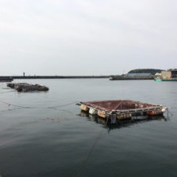 アイナメ引き強い