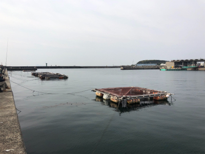 アイナメ引き強い