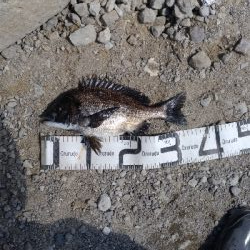 4/5釣果カンダイチヌメバルガシラアジグレフグ