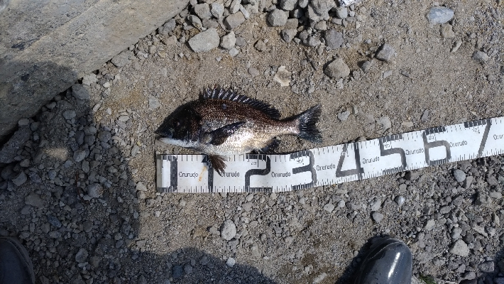 4/5釣果カンダイチヌメバルガシラアジグレフグ