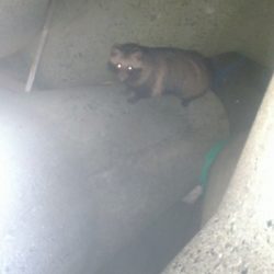 アジメバたぬき