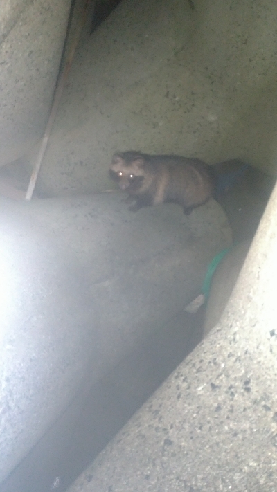 アジメバたぬき