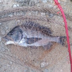 4/11釣果チヌタケノコアジグレメバルガシラタナゴ