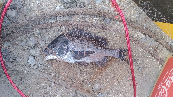 4/11釣果チヌタケノコアジグレメバルガシラタナゴ